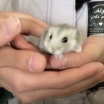 ジャンガリアンハムスター　♂ おもち