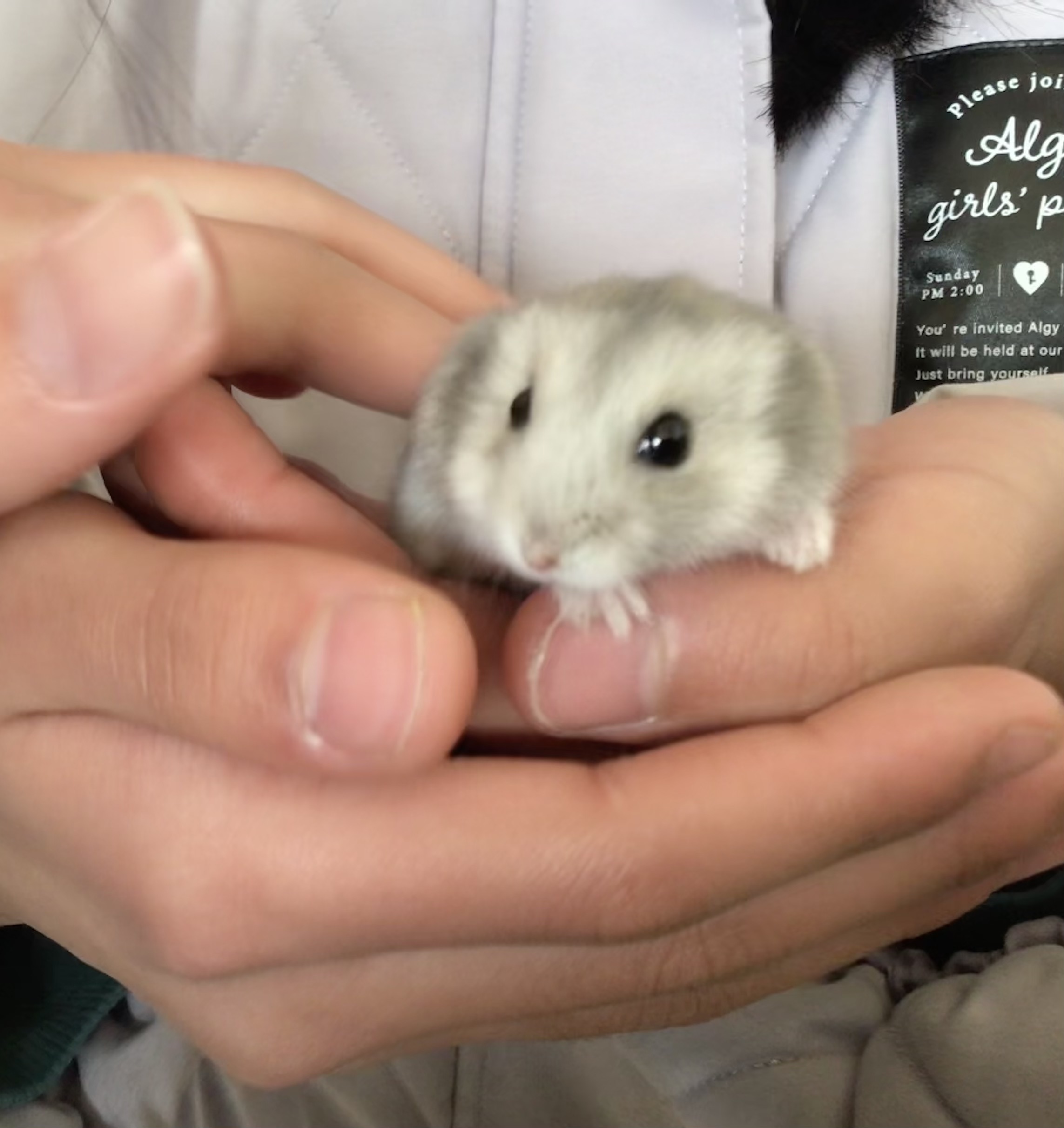 ジャンガリアンハムスター　♂ おもち