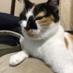 三毛猫のこなつちゃん💗