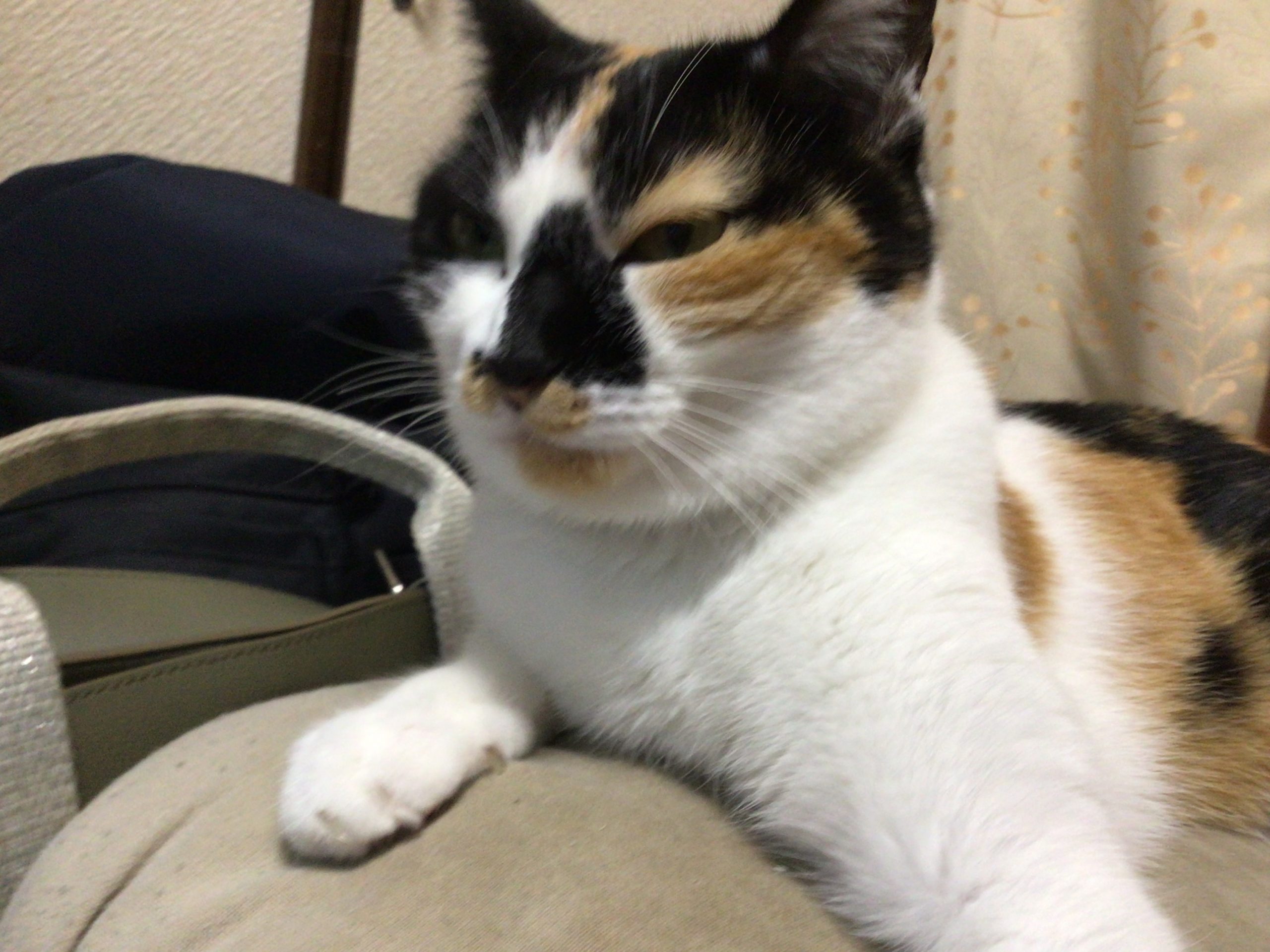 三毛猫のこなつちゃん💗