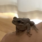 アマガエルのかえちゃん