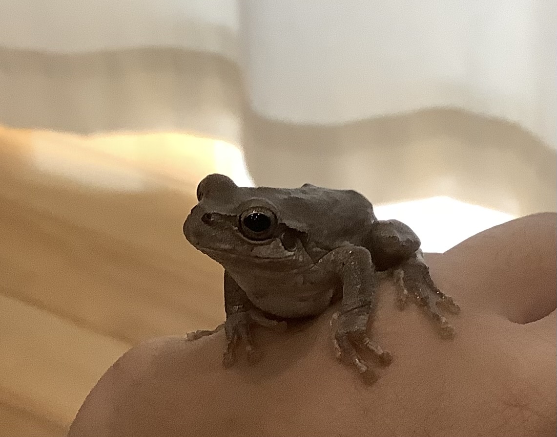 アマガエルのかえちゃん