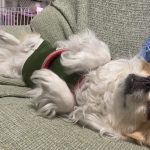 さくらの姉妹のMIX犬、8歳のイチゴです