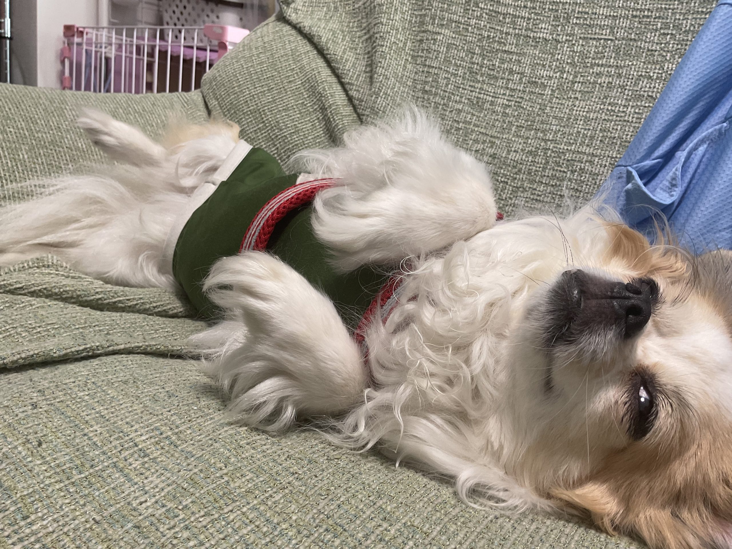 さくらの姉妹のMIX犬、8歳のイチゴです