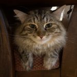 私の猫可愛いすぎ