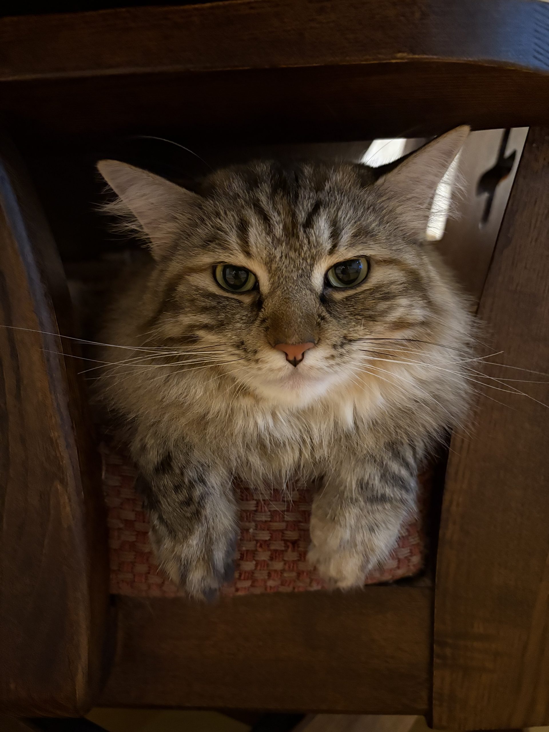 私の猫可愛いすぎ