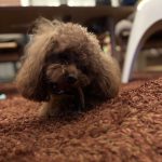 うちのわんこ可愛すぎる