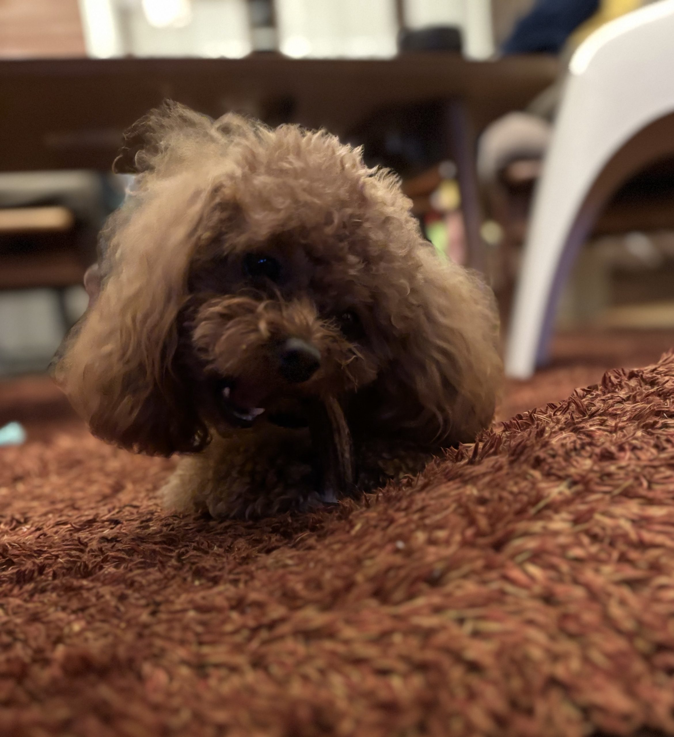 うちのわんこ可愛すぎる