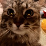 私の可愛い❤️はちみつ