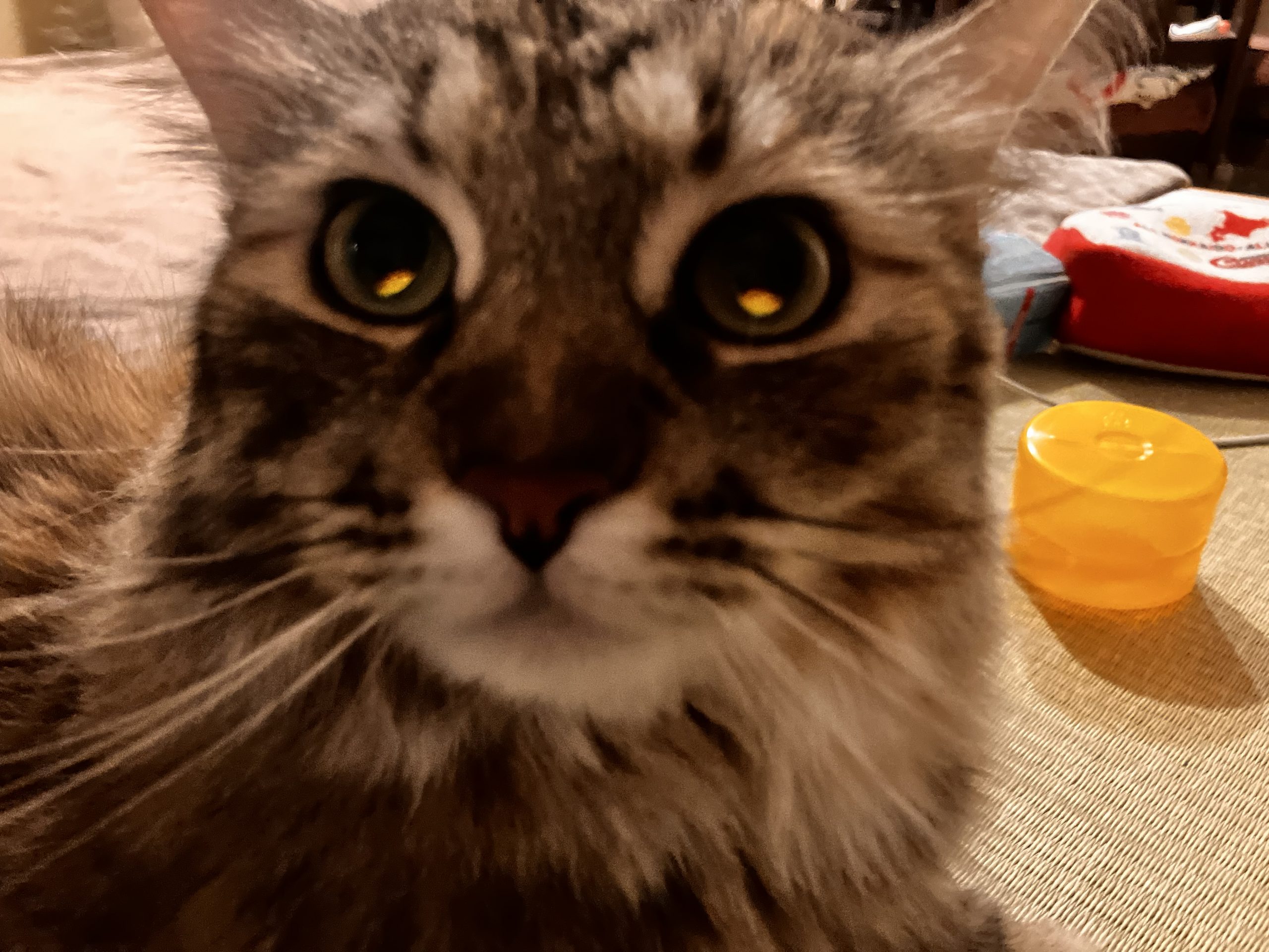 私の可愛い❤️はちみつ