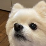 カットした後のポメラニアン