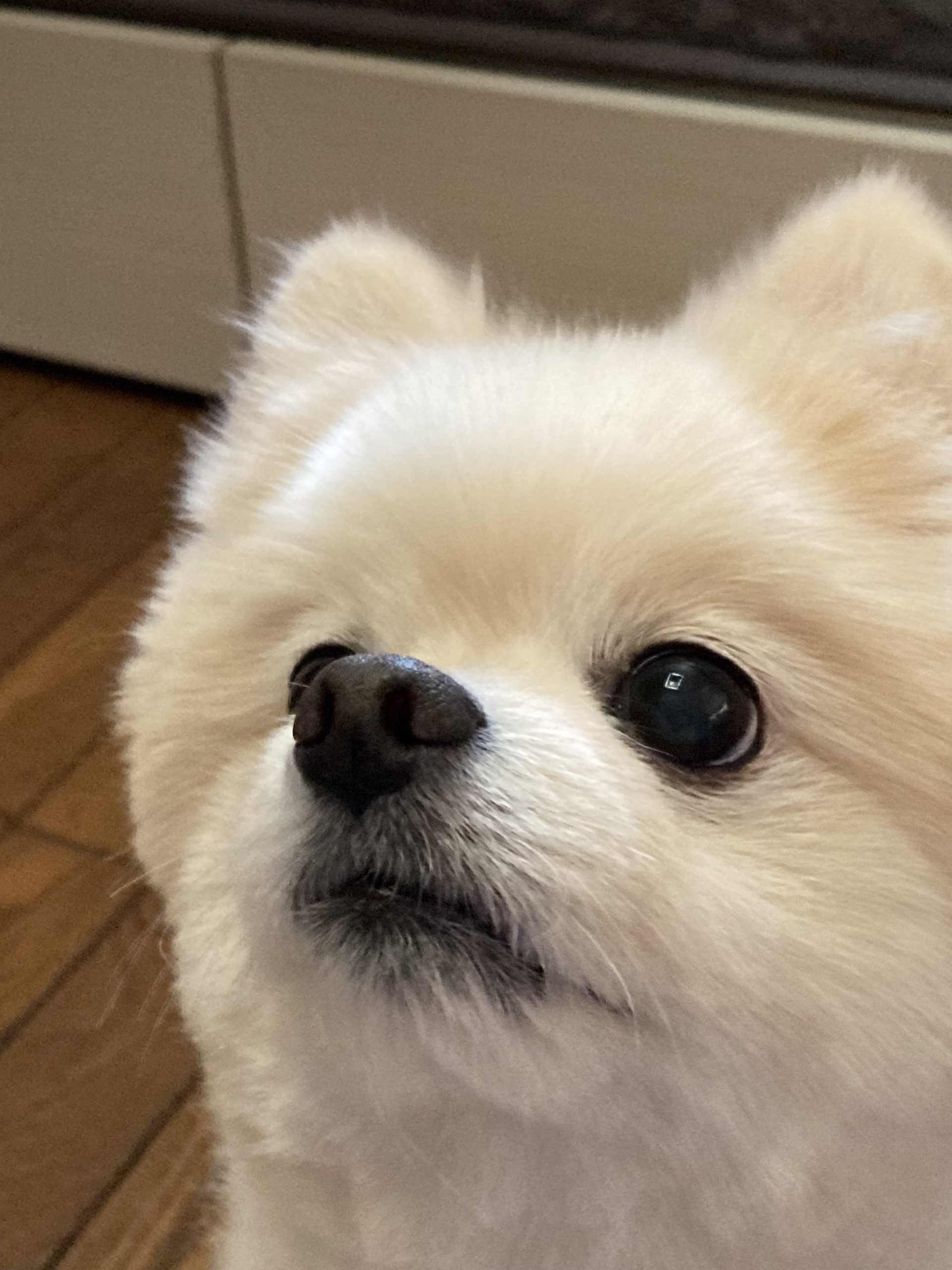 カットした後のポメラニアン