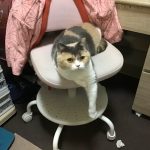 ブリティッシュショートヘアーのおもち！