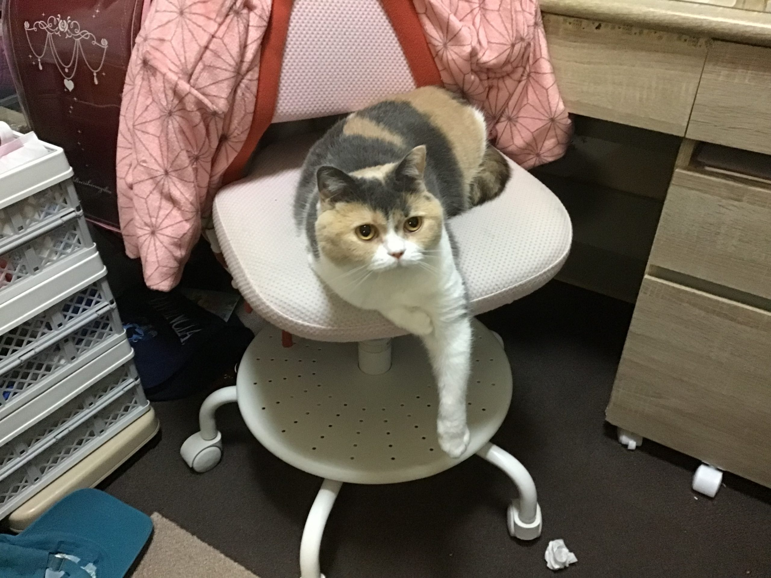 ブリティッシュショートヘアーのおもち！