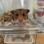 ゴールデンハムスターのサンちゃん！