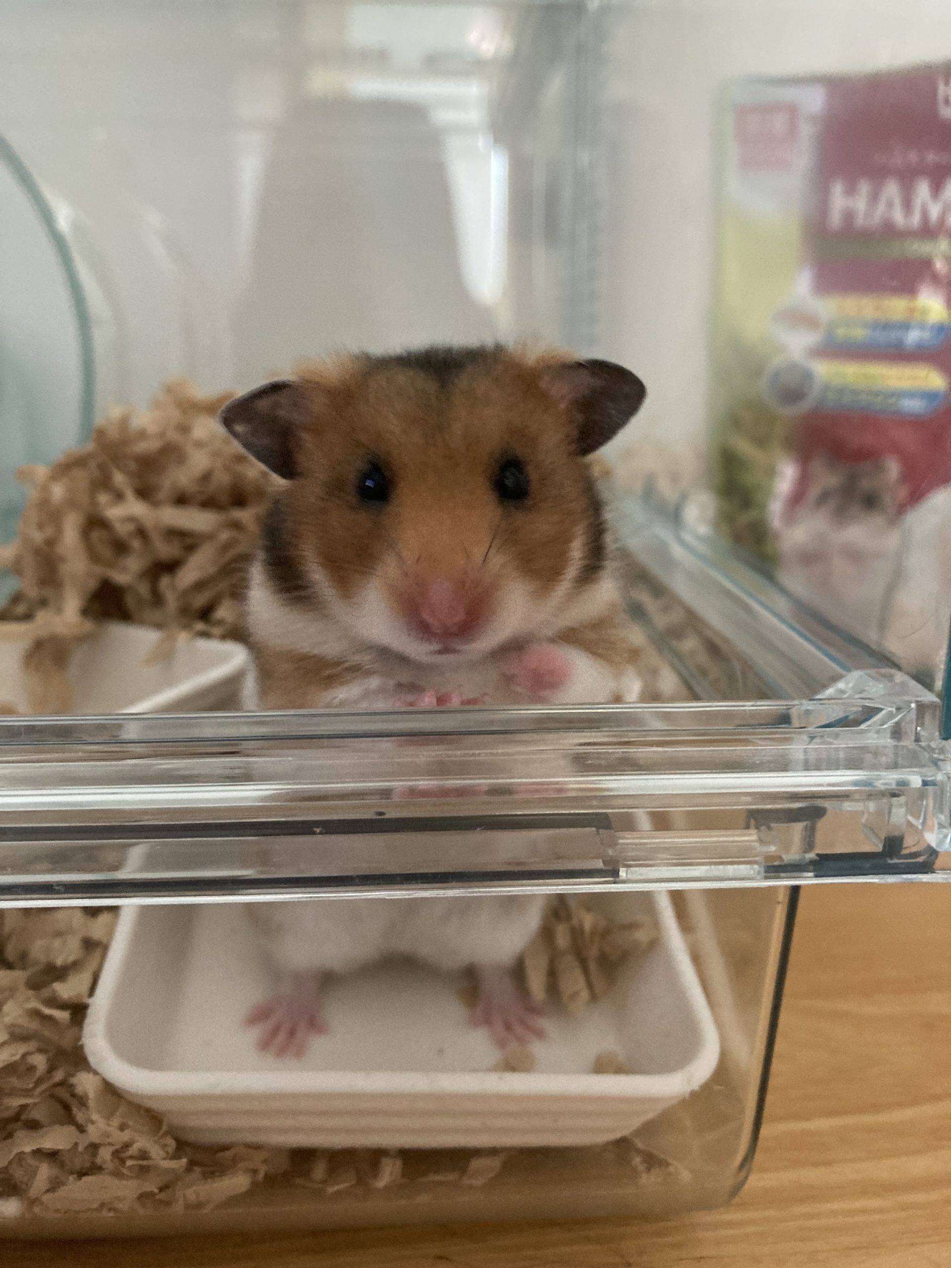 ゴールデンハムスターのサンちゃん！