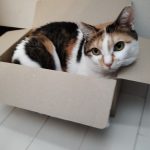 うたちゃん 三毛3歳♀