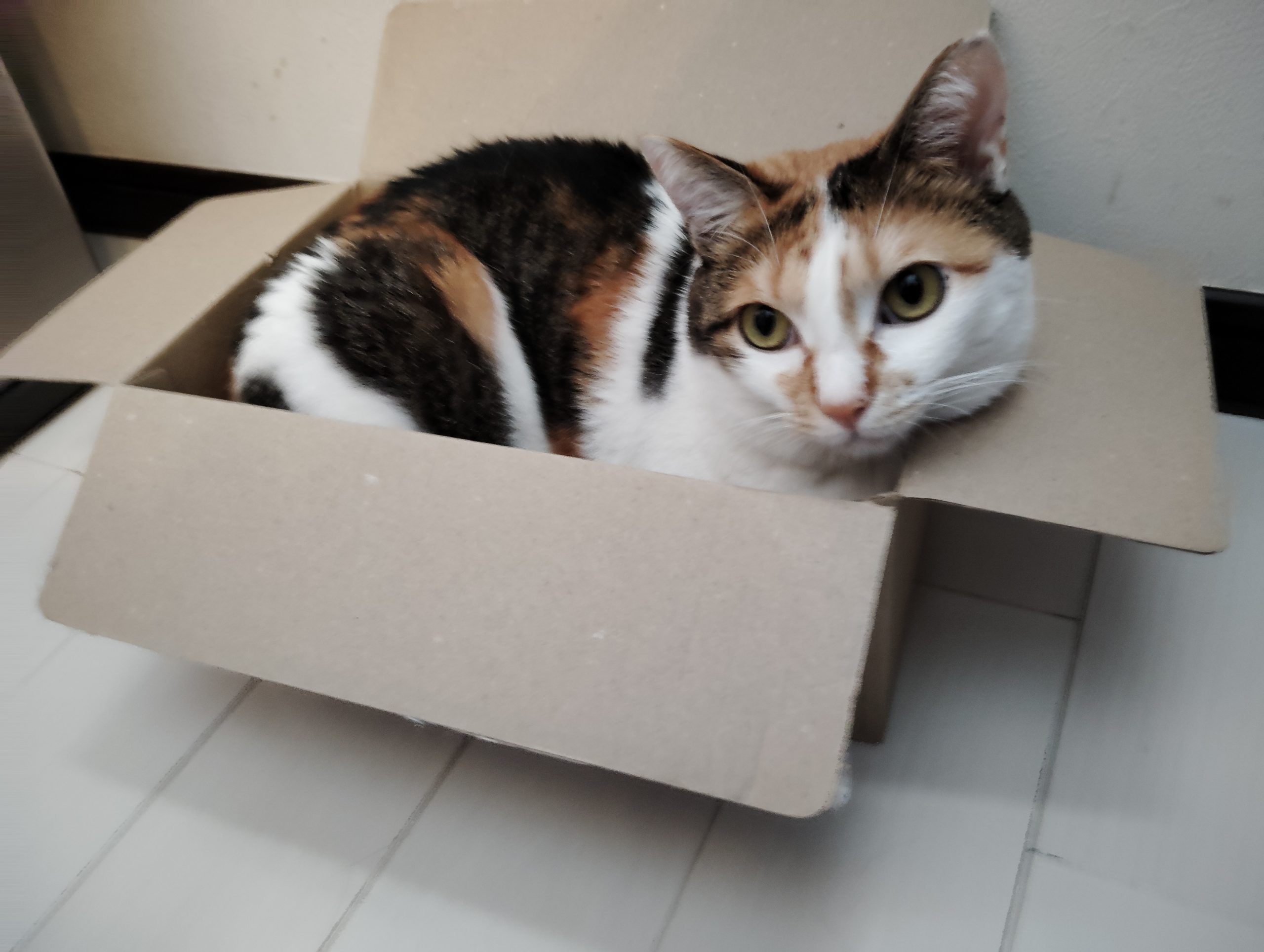 うたちゃん 三毛3歳♀