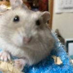 ❤︎ハムスターのぽぽちゃん❤︎