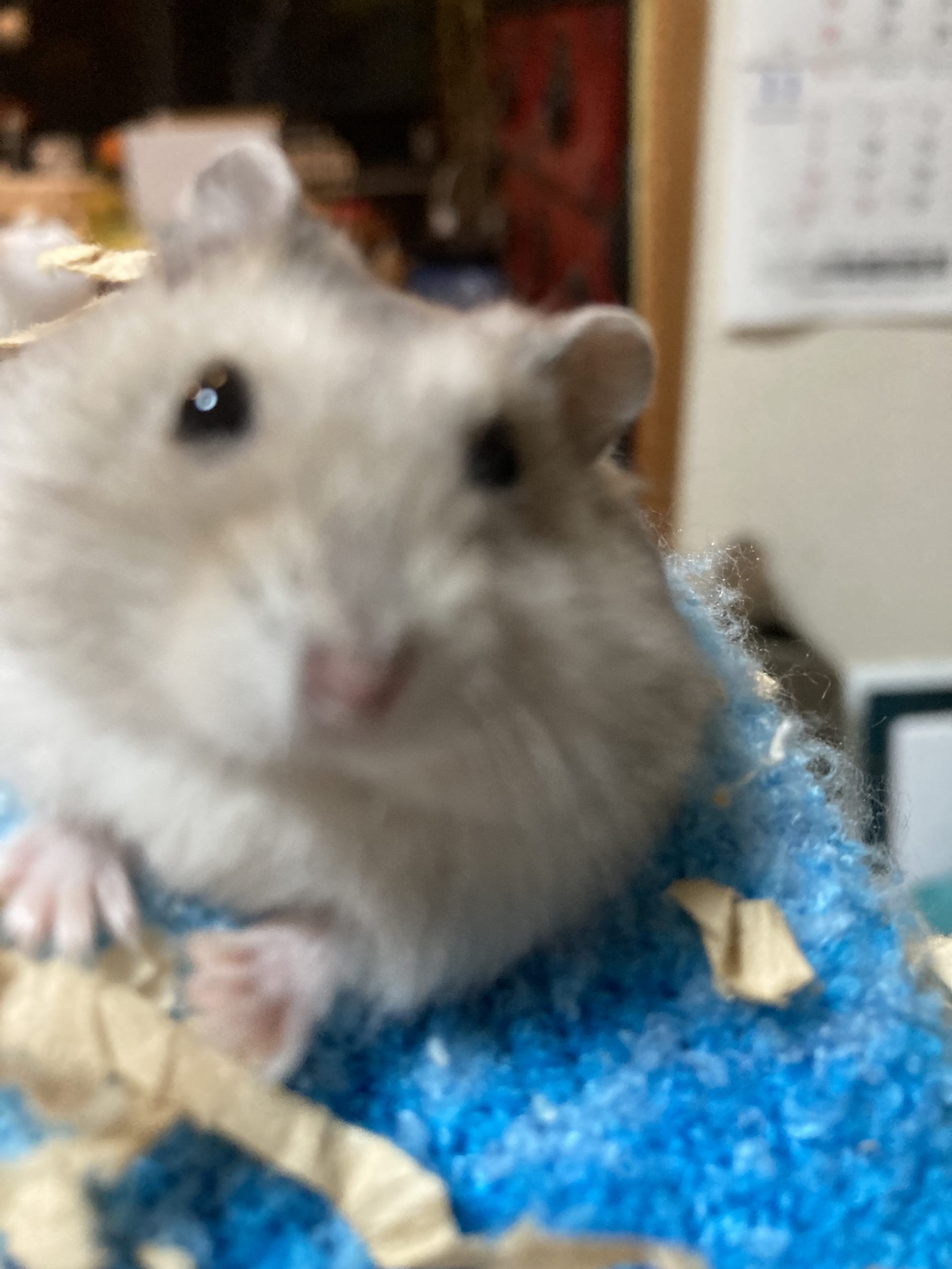 ❤︎ハムスターのぽぽちゃん❤︎