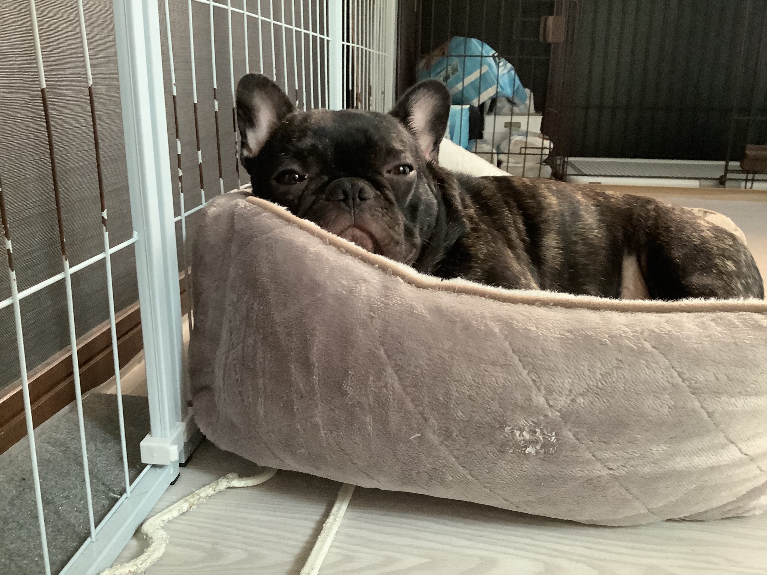 うちの子⌖꙳𓂃‪𓈒𓏸𓐍