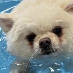 𐔌՞•͈ ·̫ •͈՞𐦯