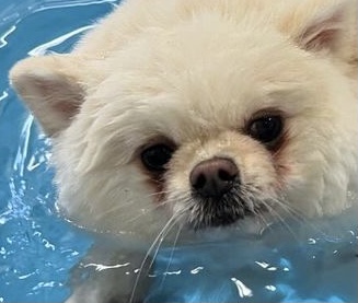 𐔌՞•͈ ·̫ •͈՞𐦯