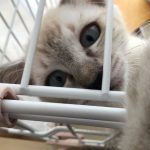 シャムトラのテト