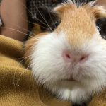 ポテっとお顔のモルみちゃん