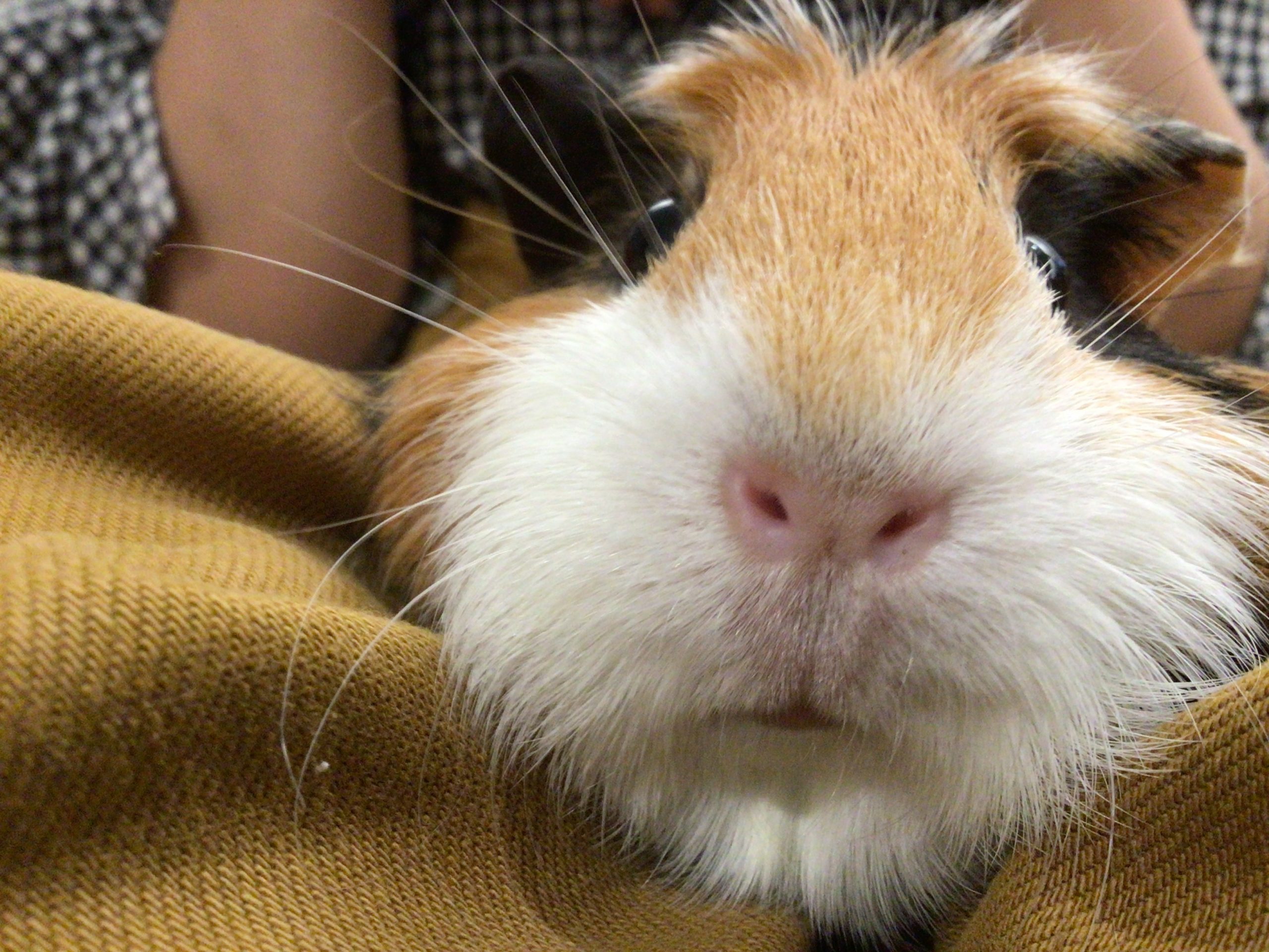 ポテっとお顔のモルみちゃん