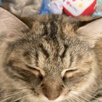 ブラックホールより可愛い❤️はちみつ