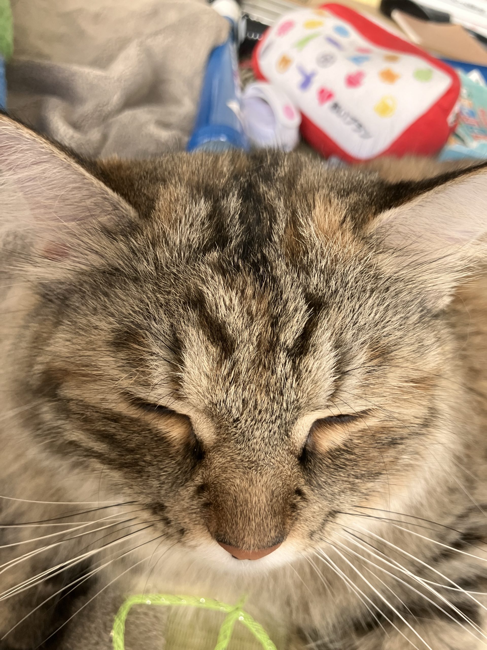 ブラックホールより可愛い❤️はちみつ