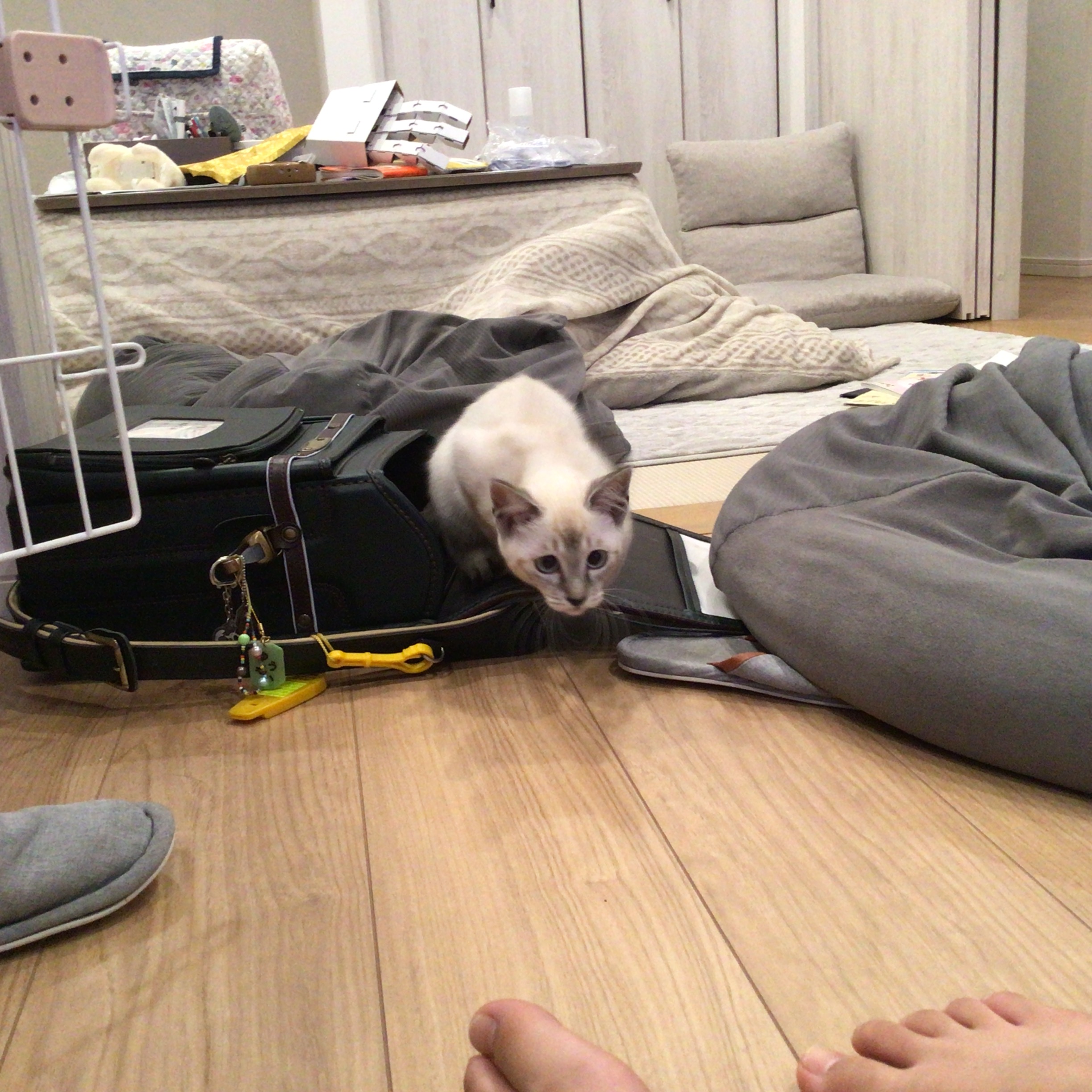 シャムトラのテト