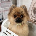 ポメラニアンのくうちゃん