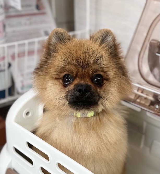 ポメラニアンのくうちゃん