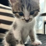 友達の猫可愛いすんぎ