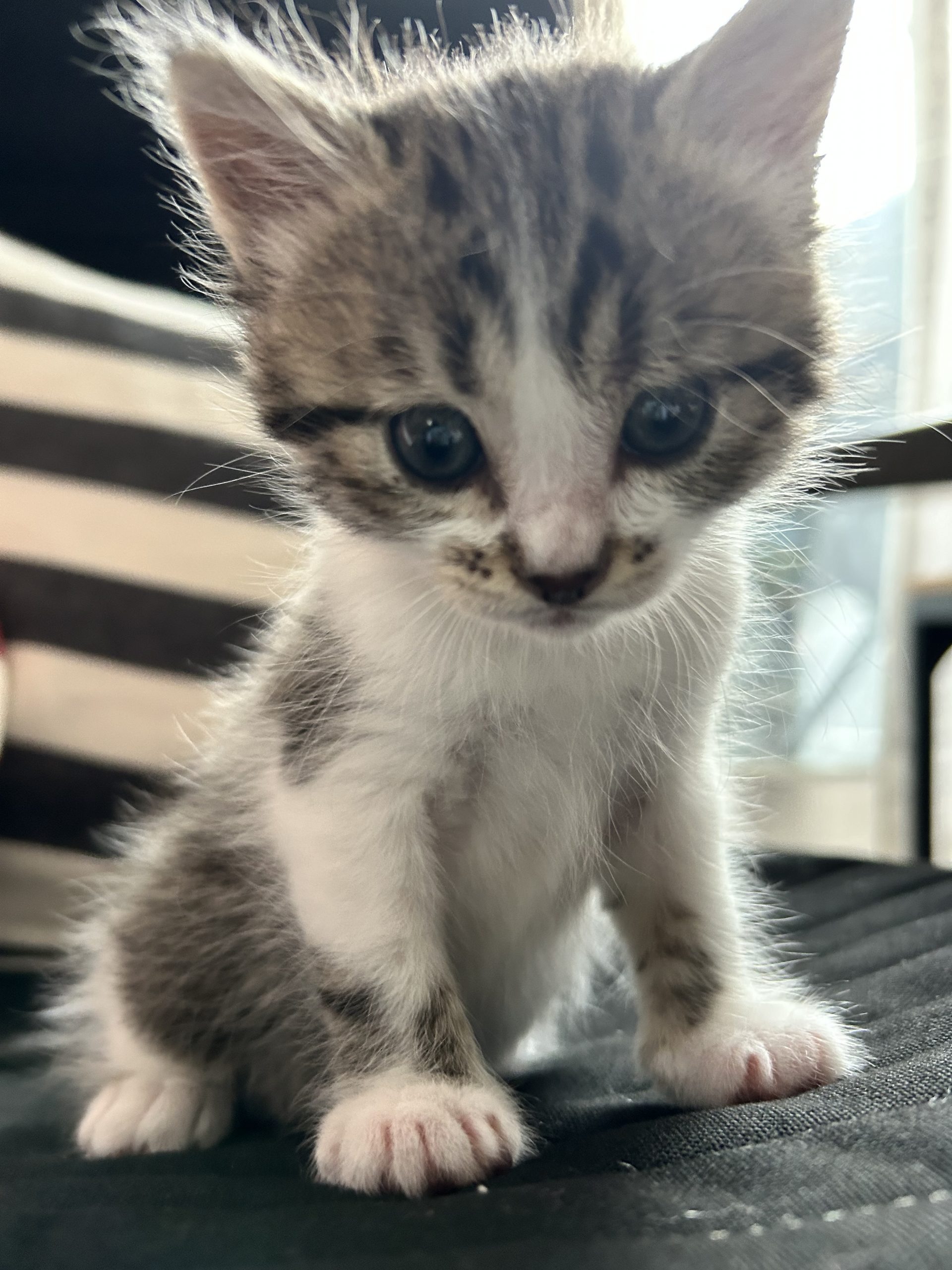 友達の猫可愛いすんぎ