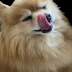 晴(ポメラニアン)