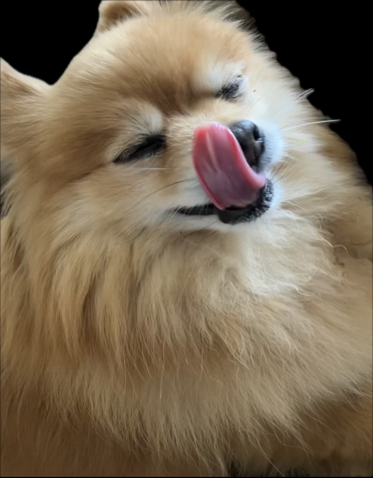 晴(ポメラニアン)