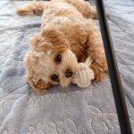 ぽて　チワプー