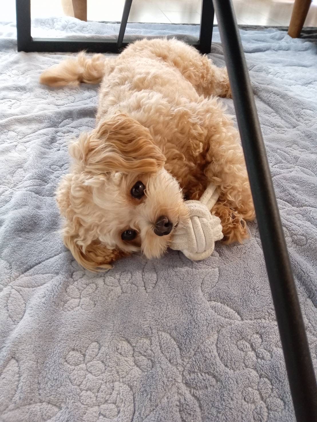 ぽて　チワプー