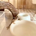 ニホンアマガエル