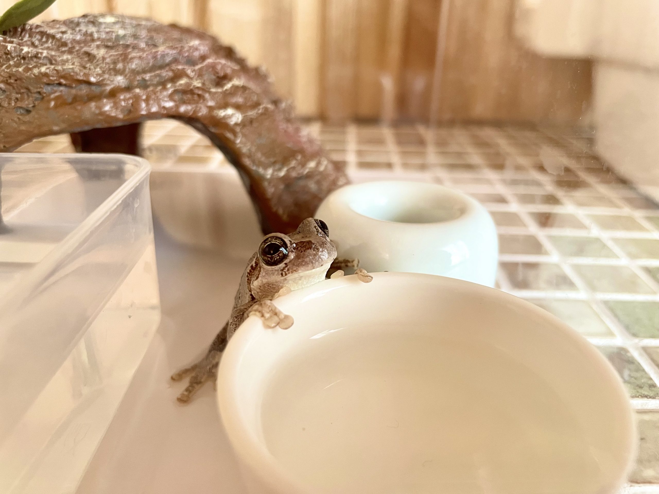 ニホンアマガエル