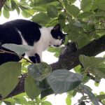 雑種迷い猫、自由に大脱走する