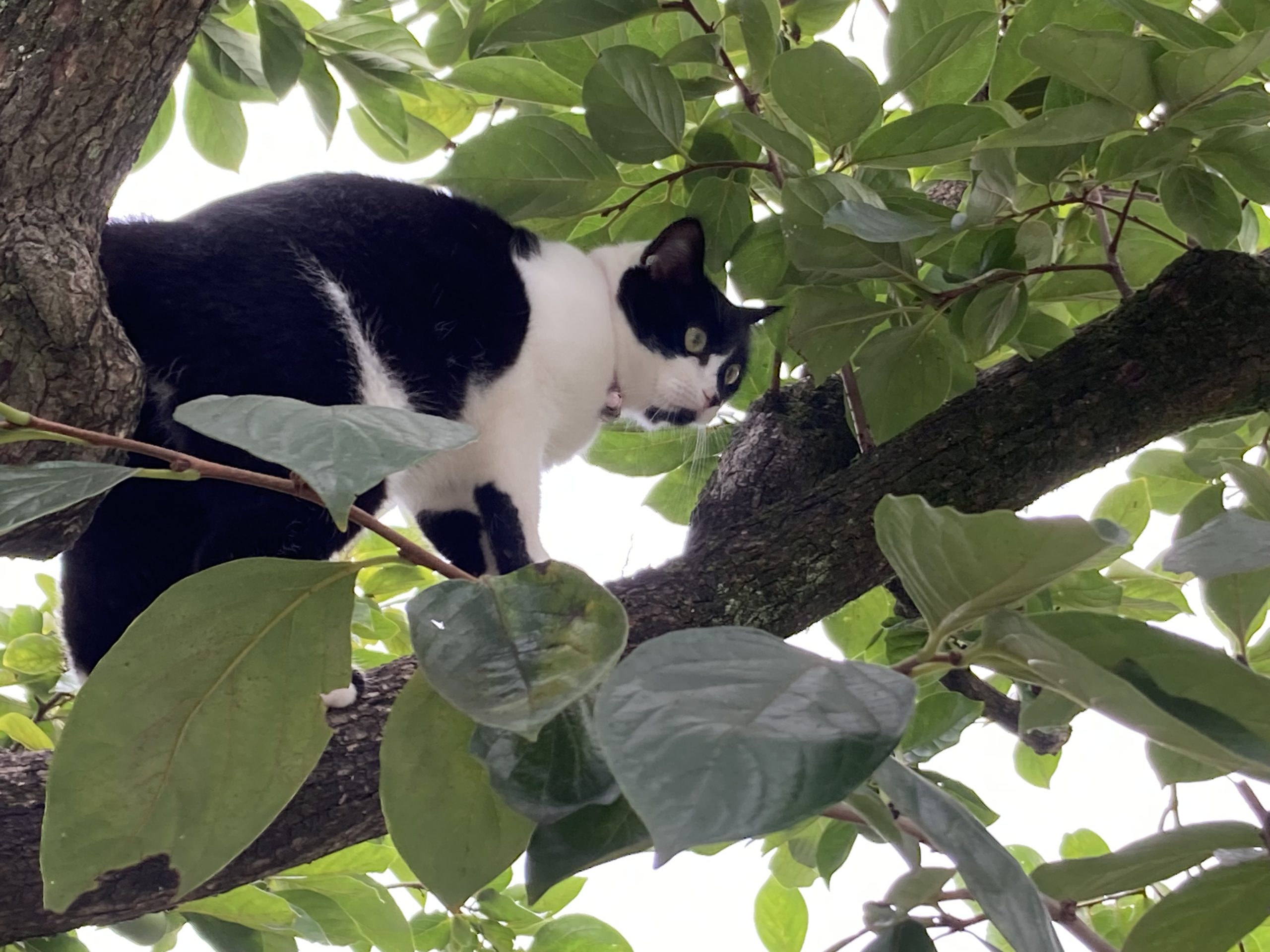 雑種迷い猫、自由に大脱走する