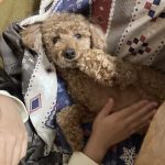 おばあちゃんちのココちゃん！