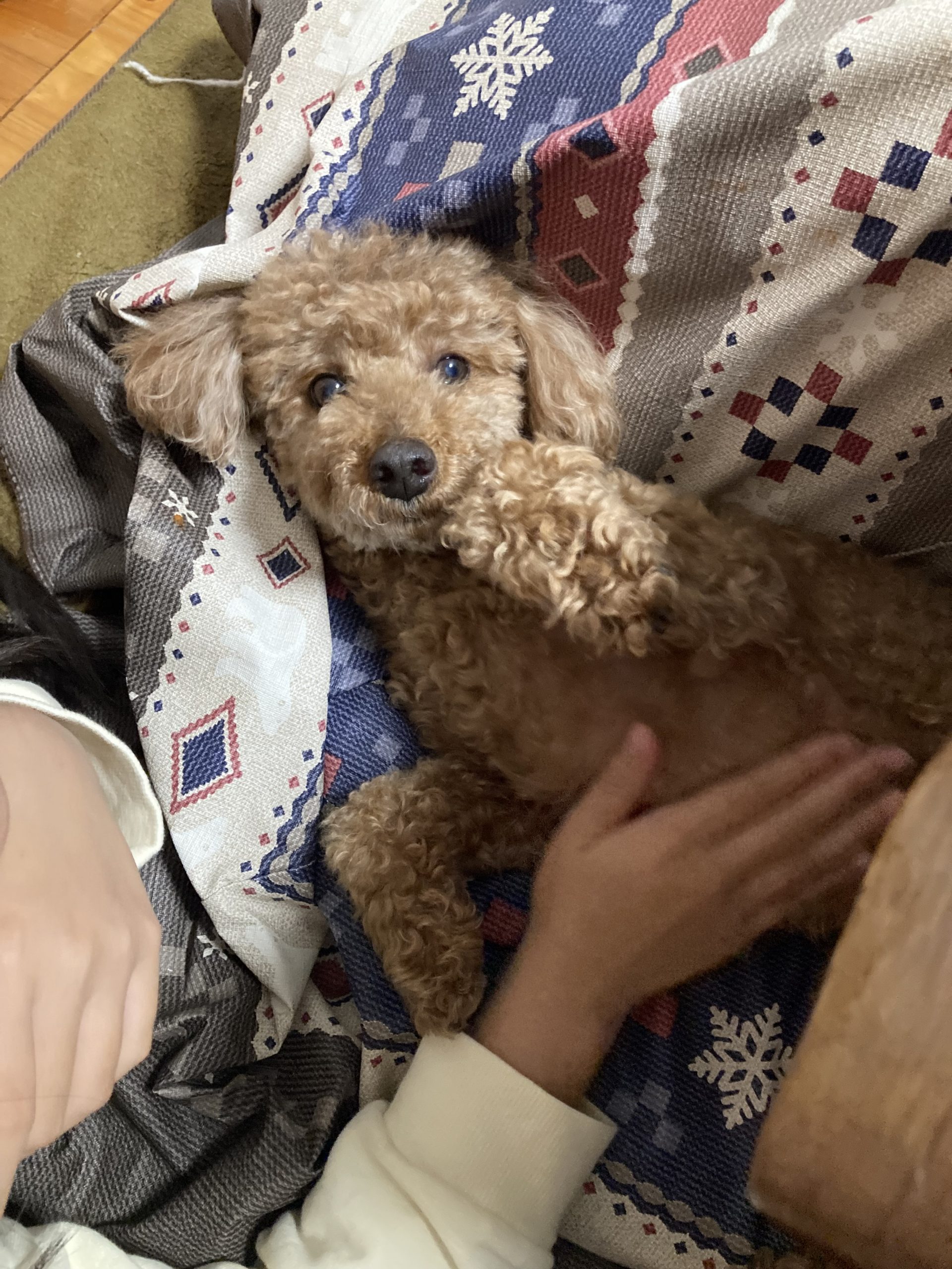 おばあちゃんちのココちゃん！