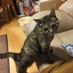 先住猫、メイ(o^^o)