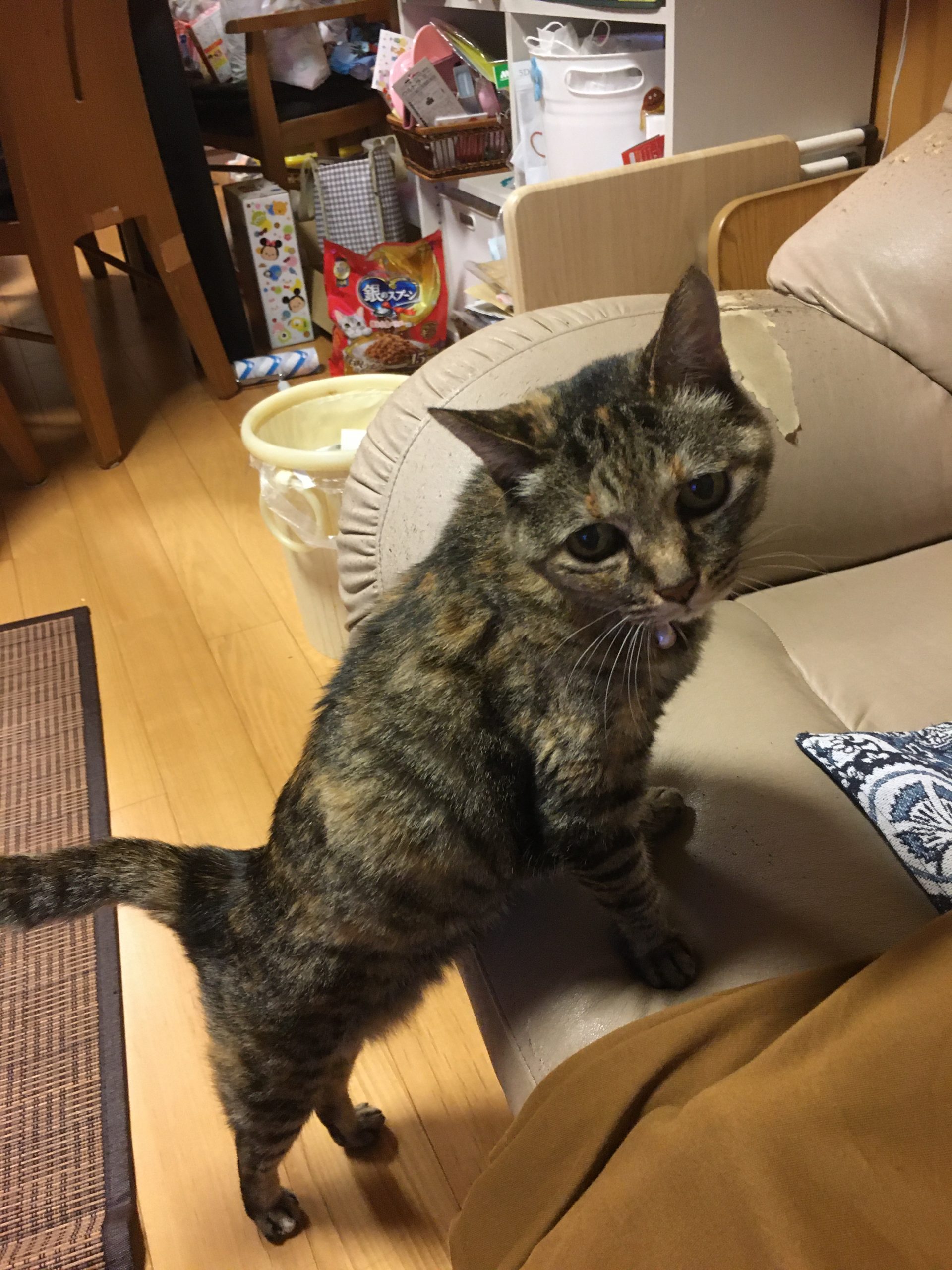 先住猫、メイ(o^^o)