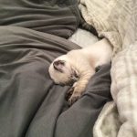 シャムトラのテト！おねんねですか？